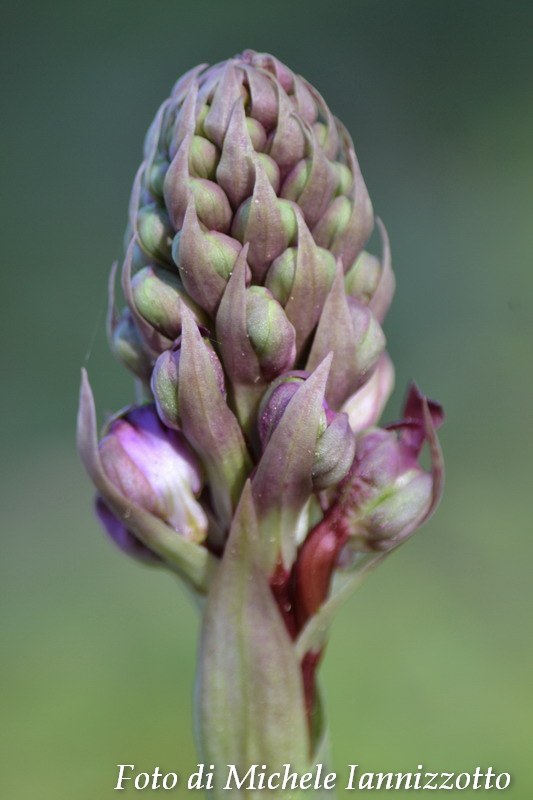 Barlia robertiana in Montagna della Ganzaria (CT)